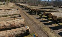 XXVII Submisja Drewna – wyniki