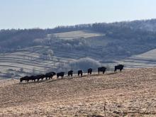 Znów przybyło żubrów w Bieszczadach